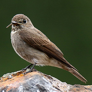 Dark-sided Flycatcher